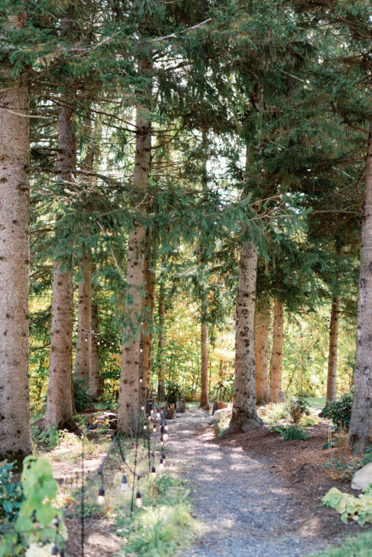 Winding, sun dappled gravel path lined with string lights and mature pines.