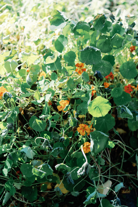 A flower dotted patch of nasturtium illuminated by the late day sun.