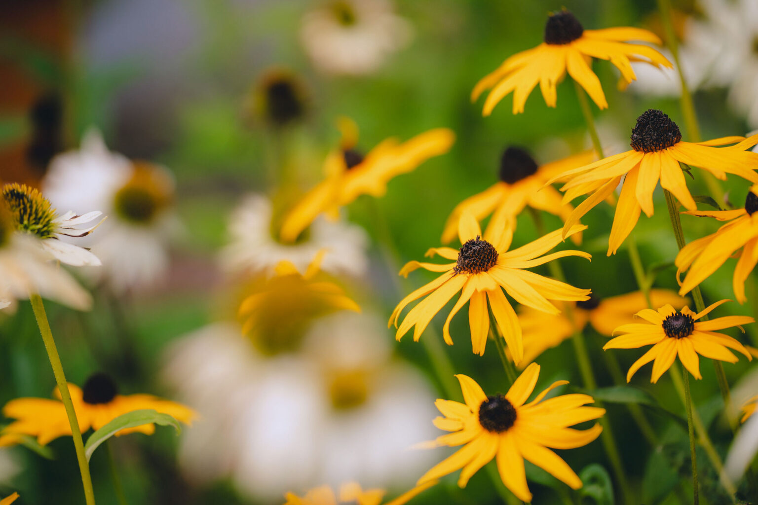 A close up of black eyed susan flowers