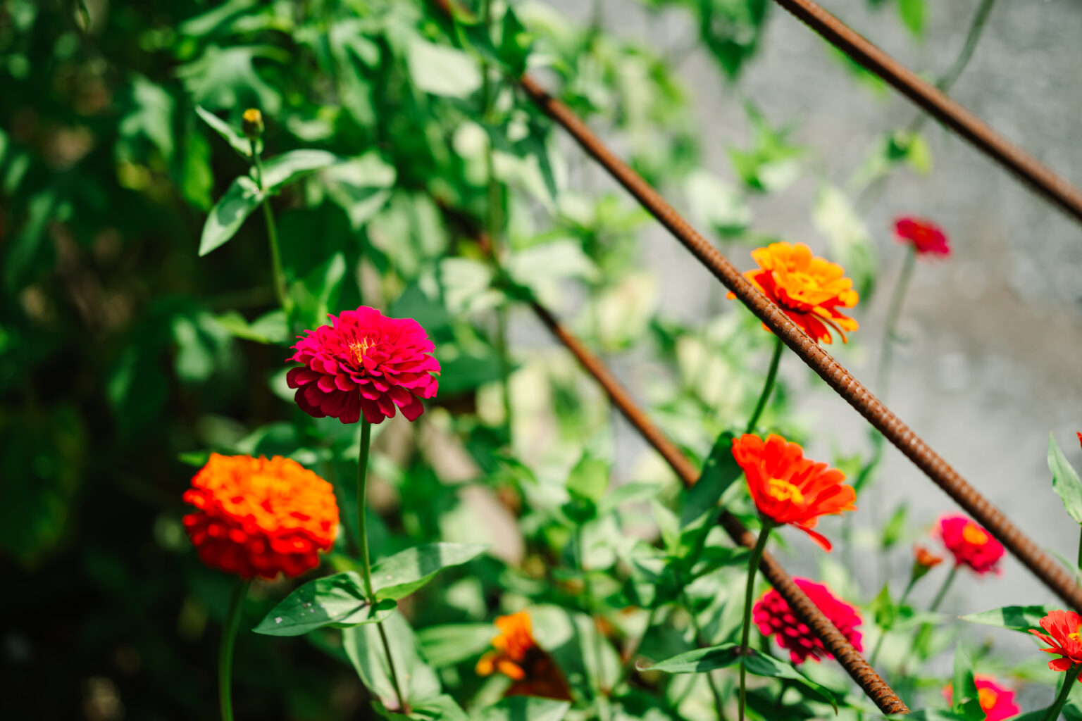 An image of pink and orange zinnia flowers
